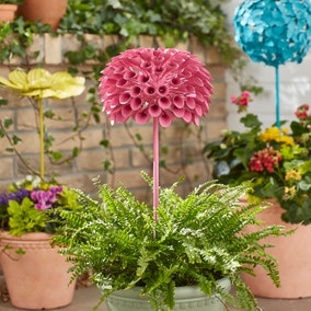 Sophie Robinson PomPom Dahlia Garden Stake Sophie Robinson PomPom Dahlia Garden Stake